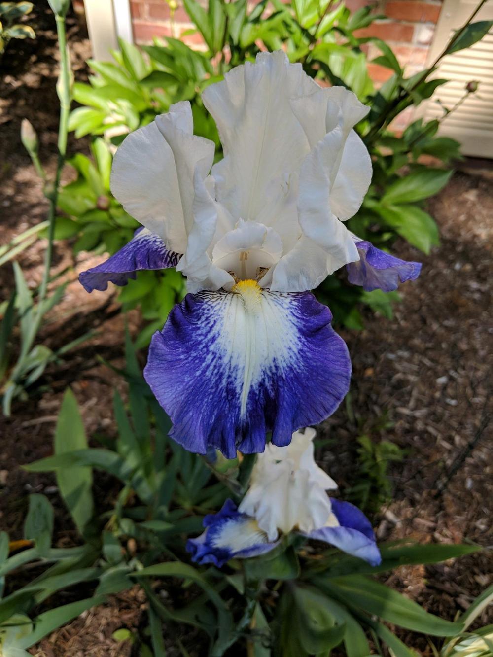 Photo of Tall Bearded Iris (Iris 'Can't Touch This') uploaded by ElyceC