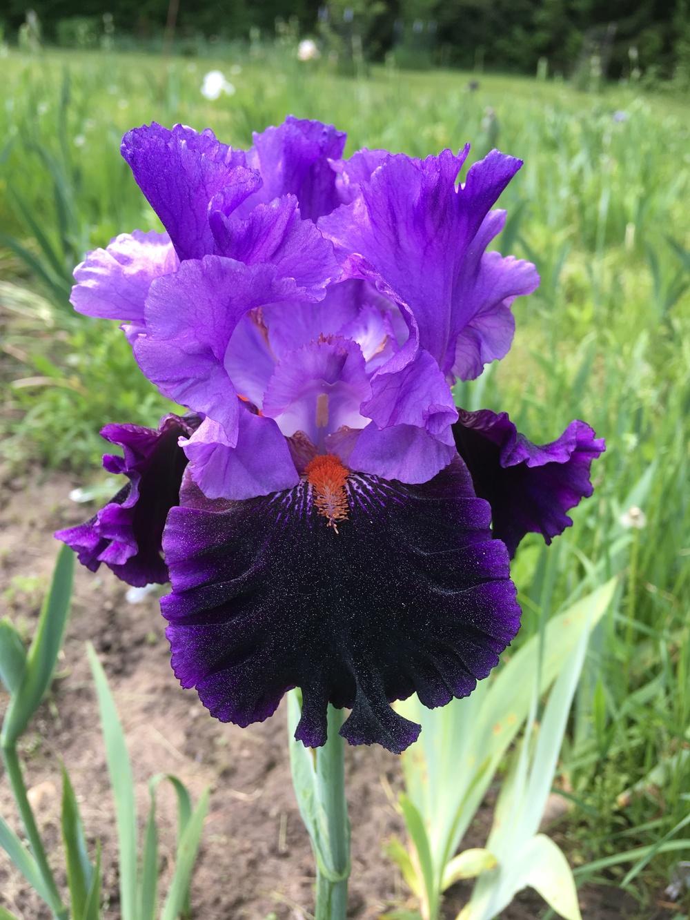 Photo of Tall Bearded Iris (Iris 'Midnight Toccata') uploaded by Lbsmitty