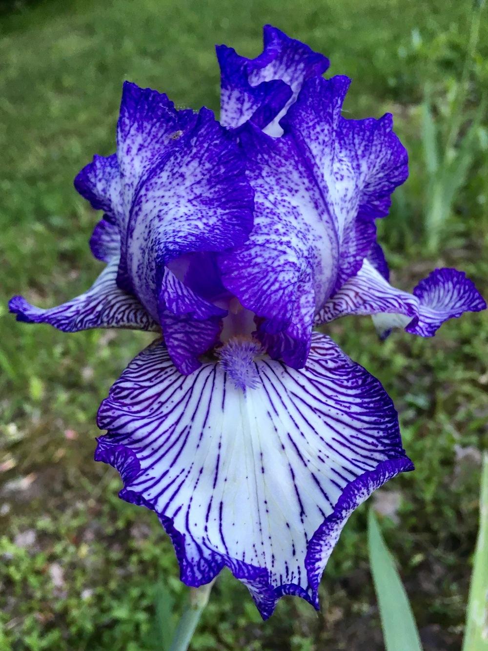 Photo of Tall Bearded Iris (Iris 'Autumn Circus') uploaded by Lbsmitty