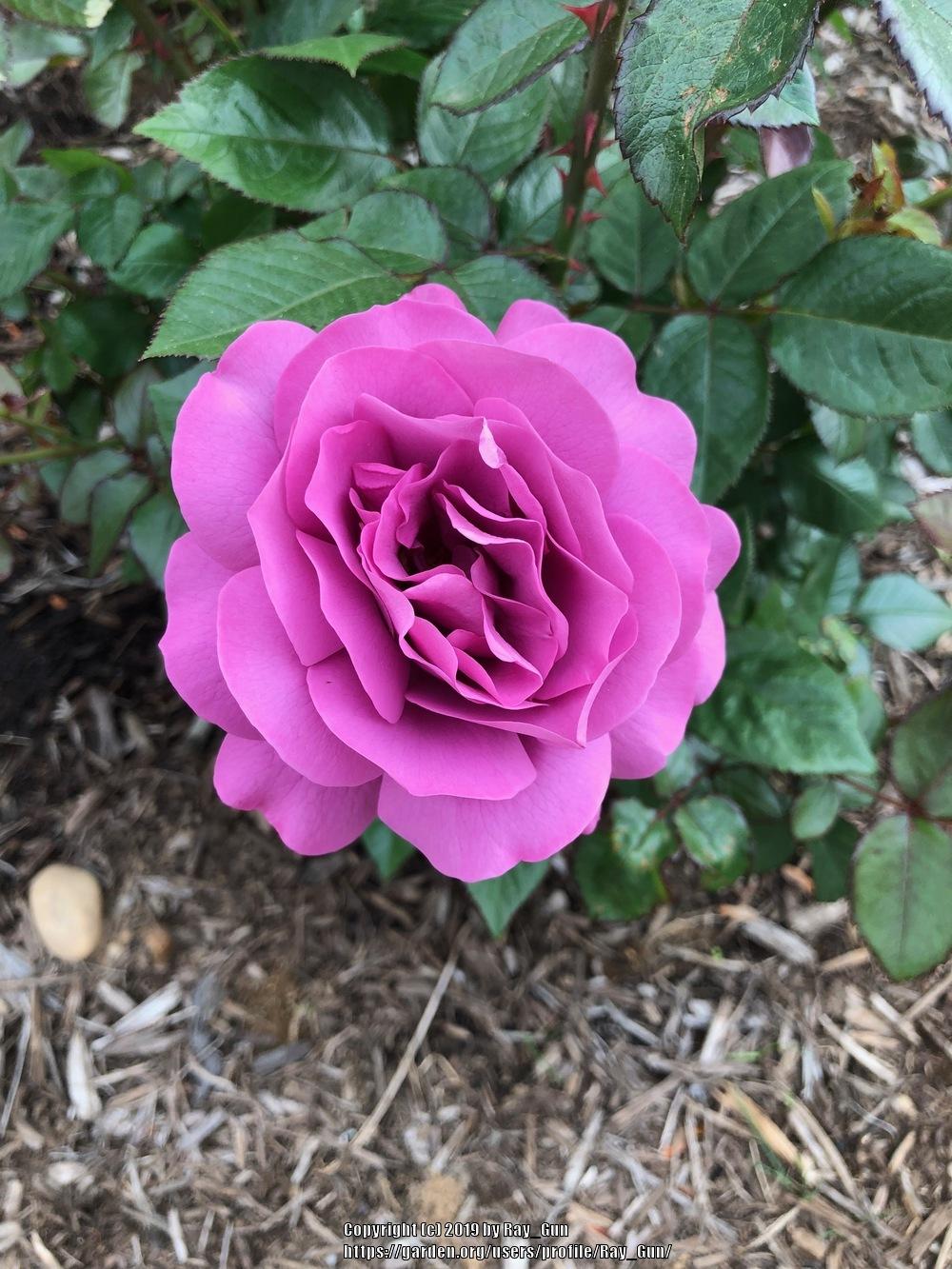 Photo of Rose (Rosa 'Plum Perfect') uploaded by Ray_Gun