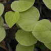 Velvety pale creamy green leaves