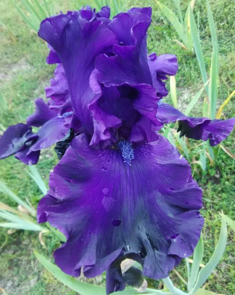 Photo of Tall Bearded Iris (Iris 'Shadows of Night') uploaded by Tiff2884