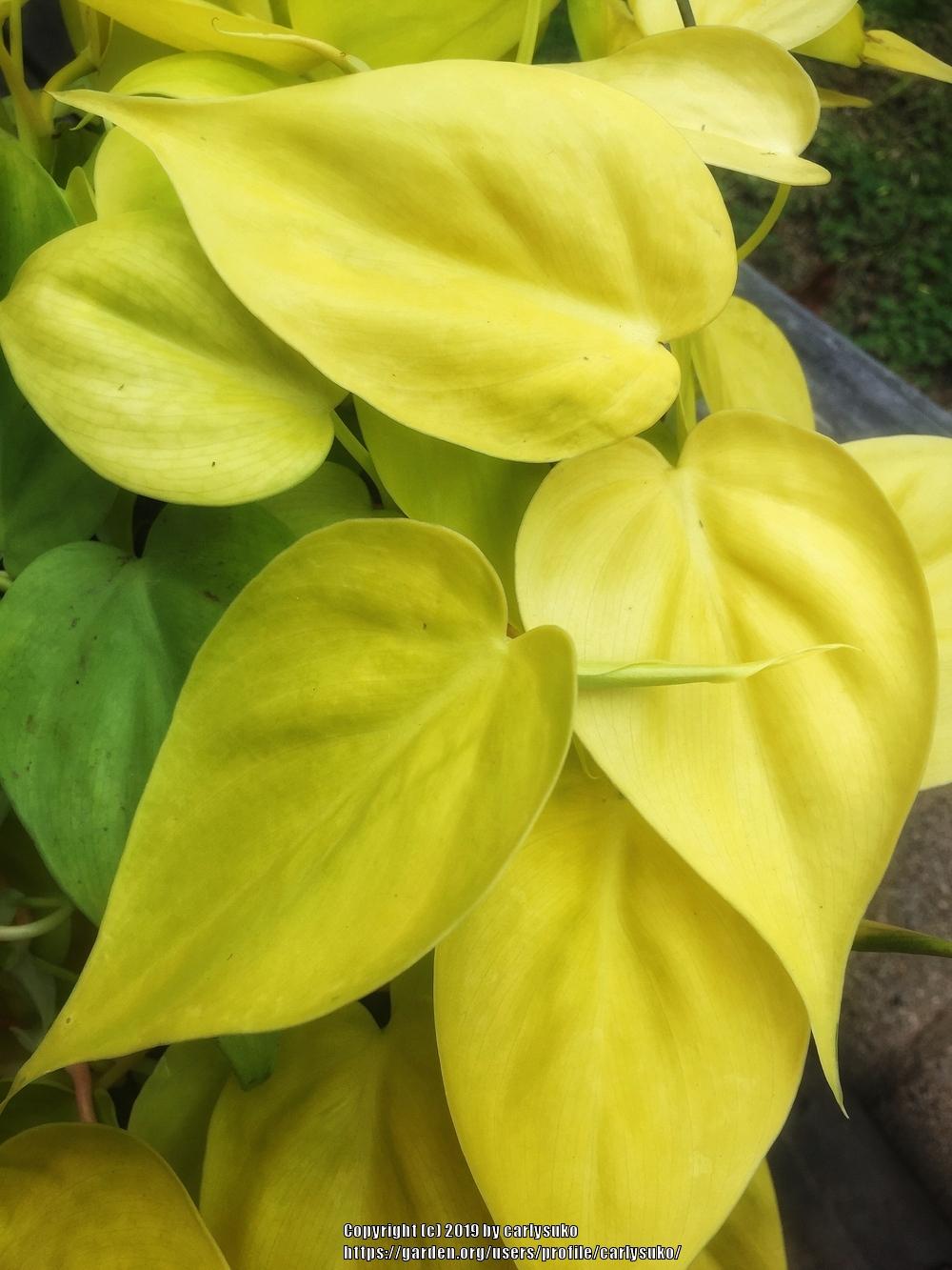 Photo of Heart Leaf Philodendron (Philodendron hederaceum 'Aureum') uploaded by carlysuko