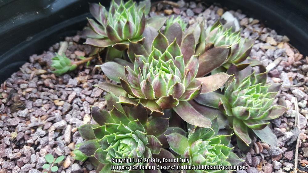 Photo of Hen and Chicks (Sempervivum 'Patent Leather Shoes') uploaded by ediblelandscapingsc
