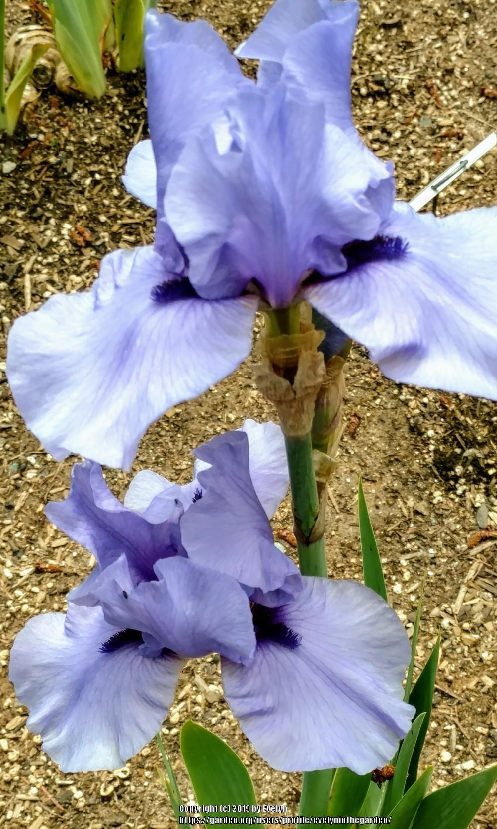 Photo of Tall Bearded Iris (Iris 'Codicil') uploaded by evelyninthegarden