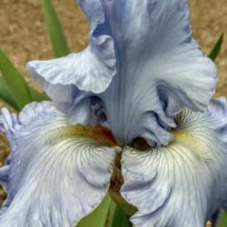 Location: My garden
Date: 2019-06-02
First year bloom. The "bluest" iris I have, so far!