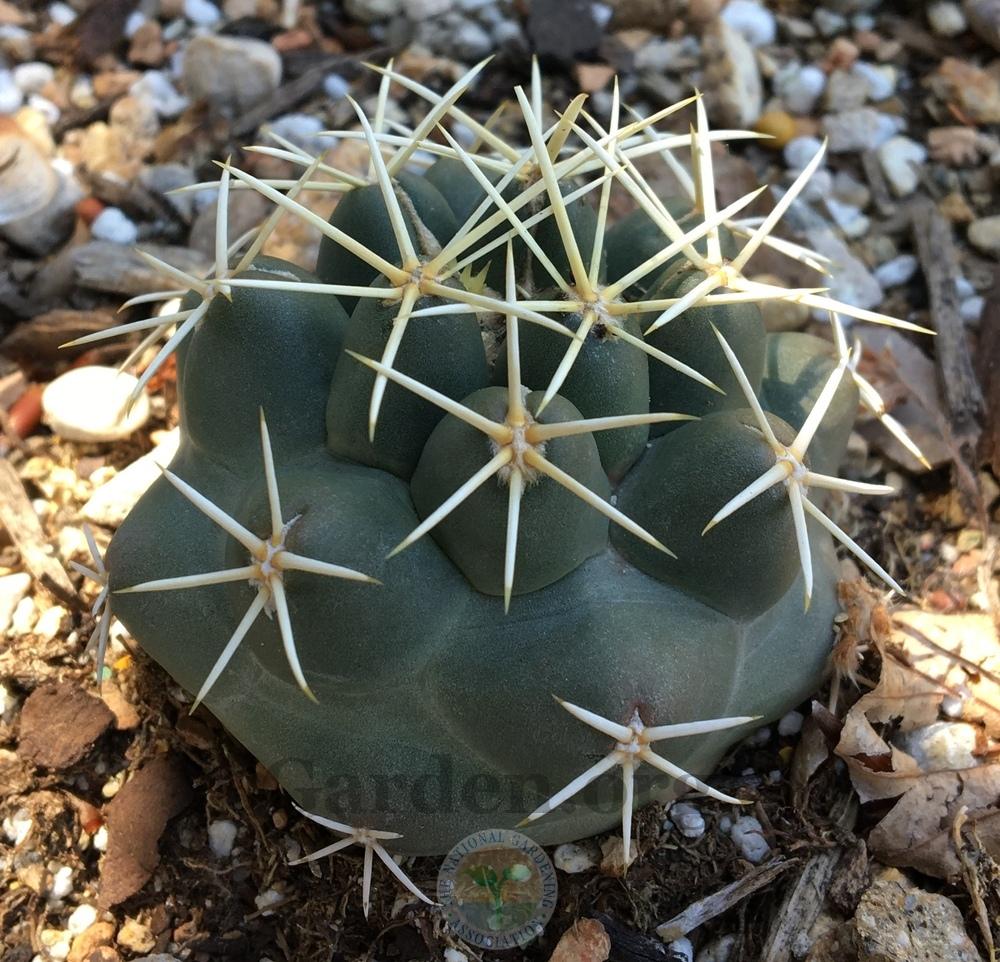 Photo of Scheer's Beehive Cactus (Coryphantha robustispina subsp. scheeri) uploaded by BlueOddish