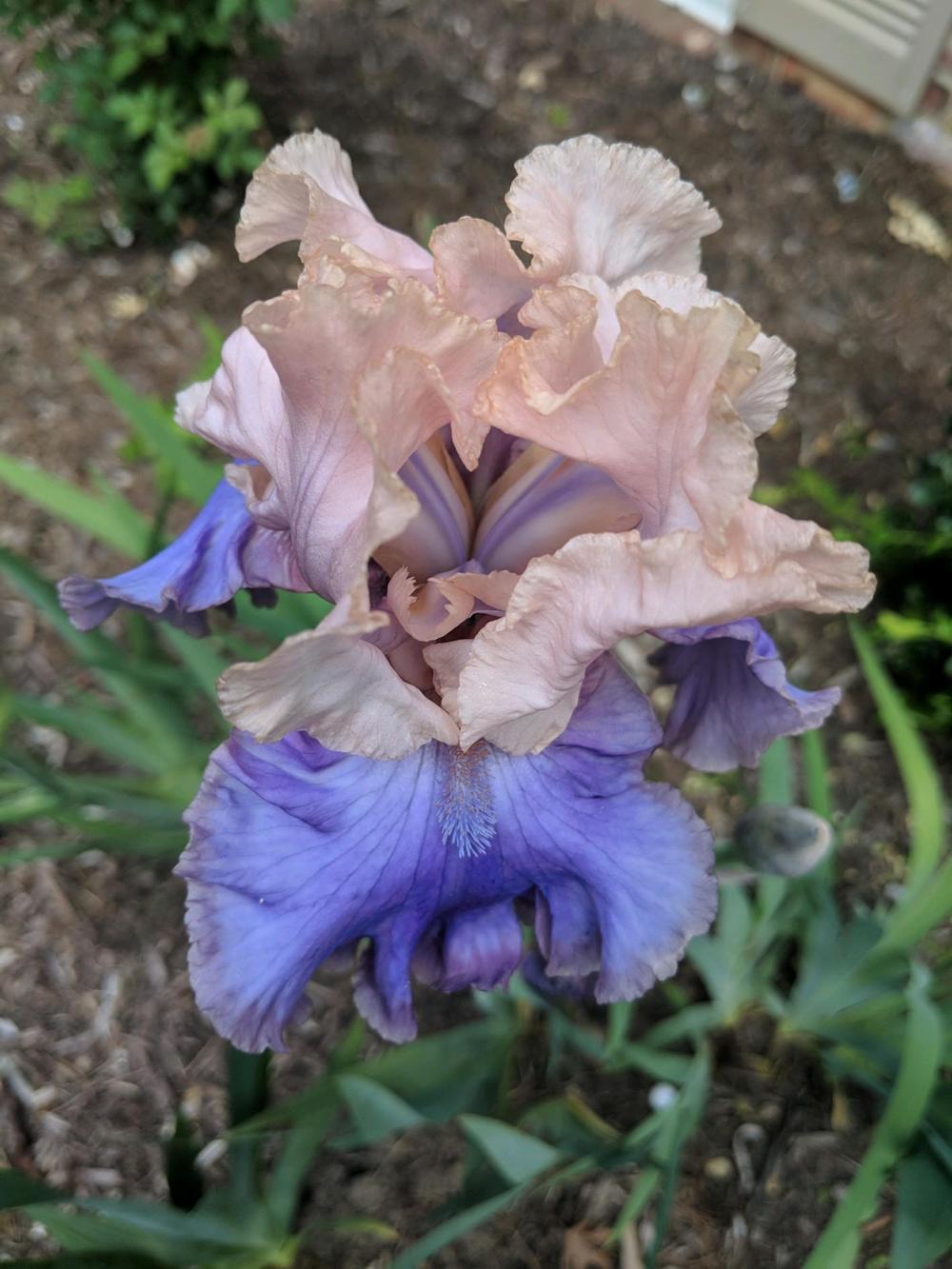 Photo of Tall Bearded Iris (Iris 'Florentine Silk') uploaded by ElyceC