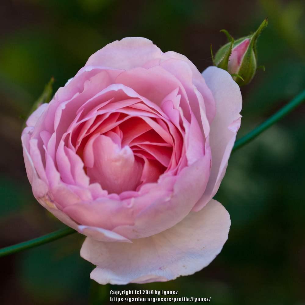 Photo of Rose (Rosa 'Scepter'd Isle') uploaded by Lynnez