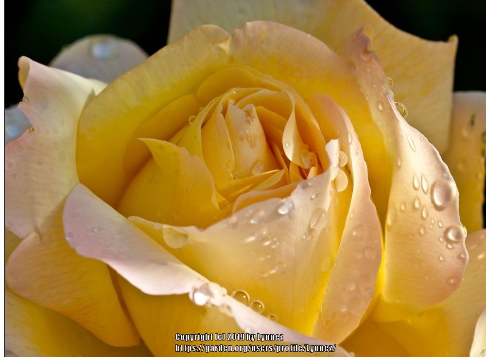 Photo of Hybrid Tea Rose (Rosa 'Peace') uploaded by Lynnez