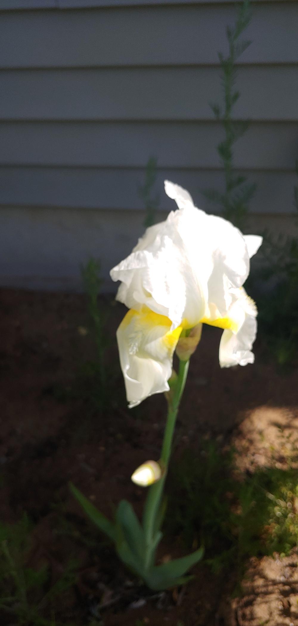 Photo of Tall Bearded Iris (Iris 'Jake') uploaded by Nhamnedr