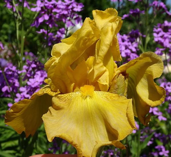 Photo of Tall Bearded Iris (Iris 'Słońce Jaźwinu') uploaded by Orsola