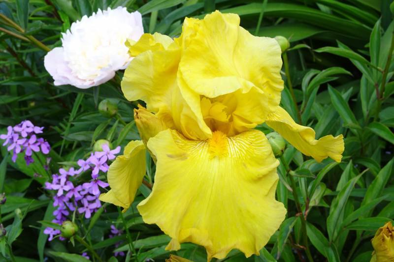 Photo of Tall Bearded Iris (Iris 'Słońce Jaźwinu') uploaded by Orsola