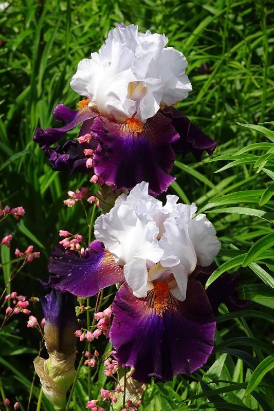 Photo of Tall Bearded Iris (Iris 'Connection') uploaded by Orsola