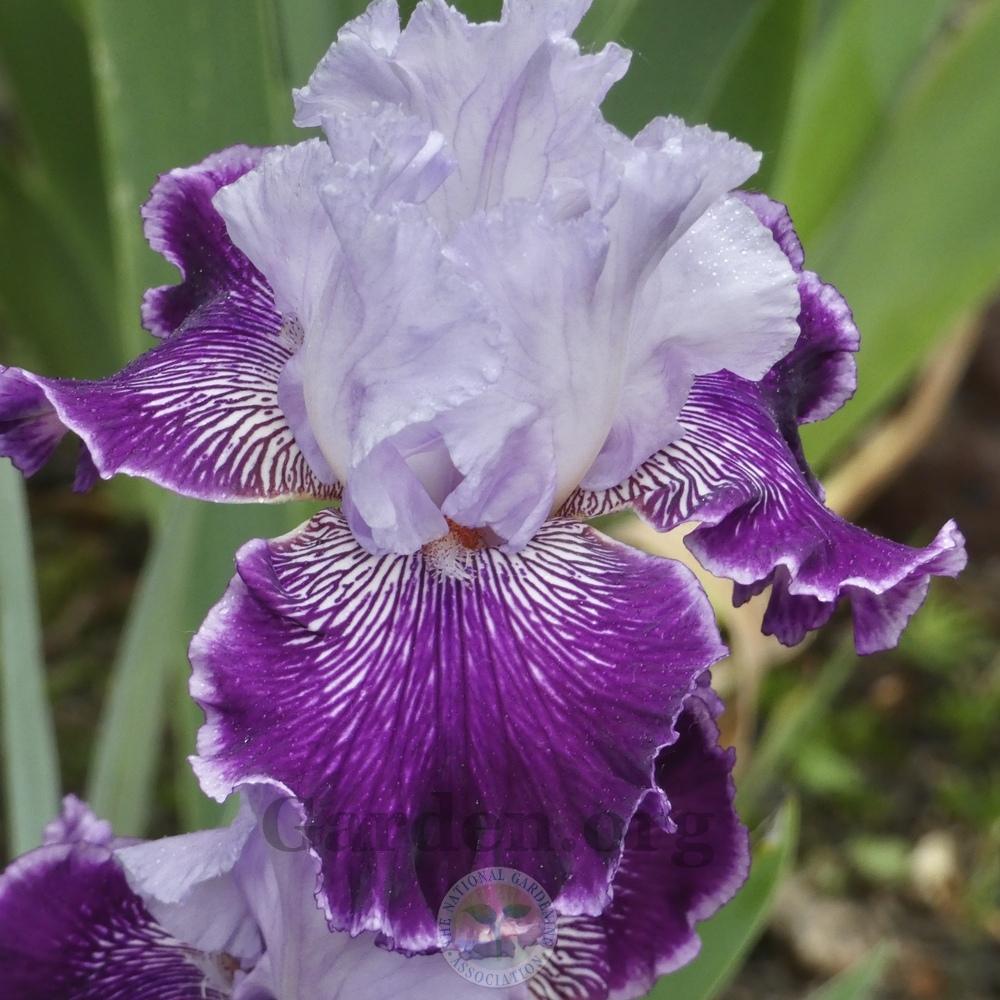 Photo of Tall Bearded Iris (Iris 'Gypsy Geena') uploaded by Patty