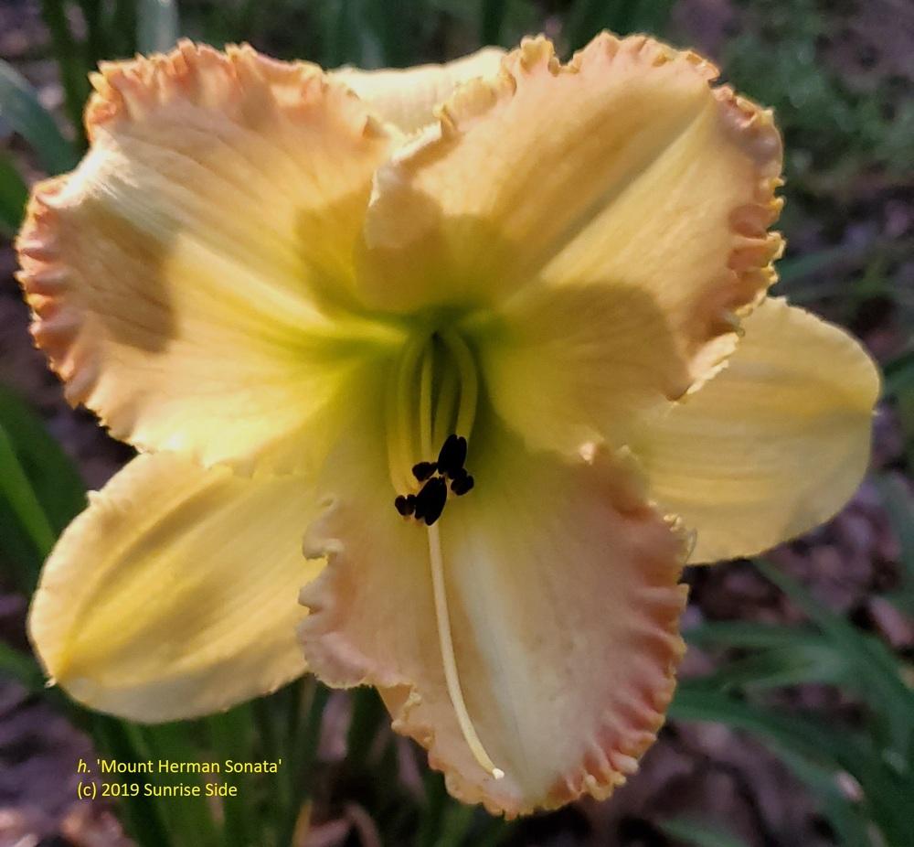 Photo of Daylily (Hemerocallis 'Mount Herman Sonata') uploaded by SunriseSide