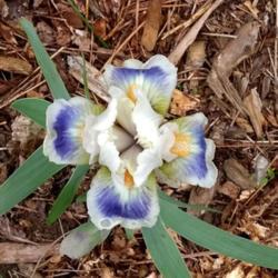 Location: My Garden, Ontario, Canada
Date: 2019-05-31
This little iris bloomed with four standards and falls.