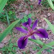 Dorothea K Williamson Louisiana iris
