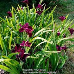 Location: Daisydo's garden
Date: 2019-06-02
Red Velvet Elvis Louisiana iris clump shot