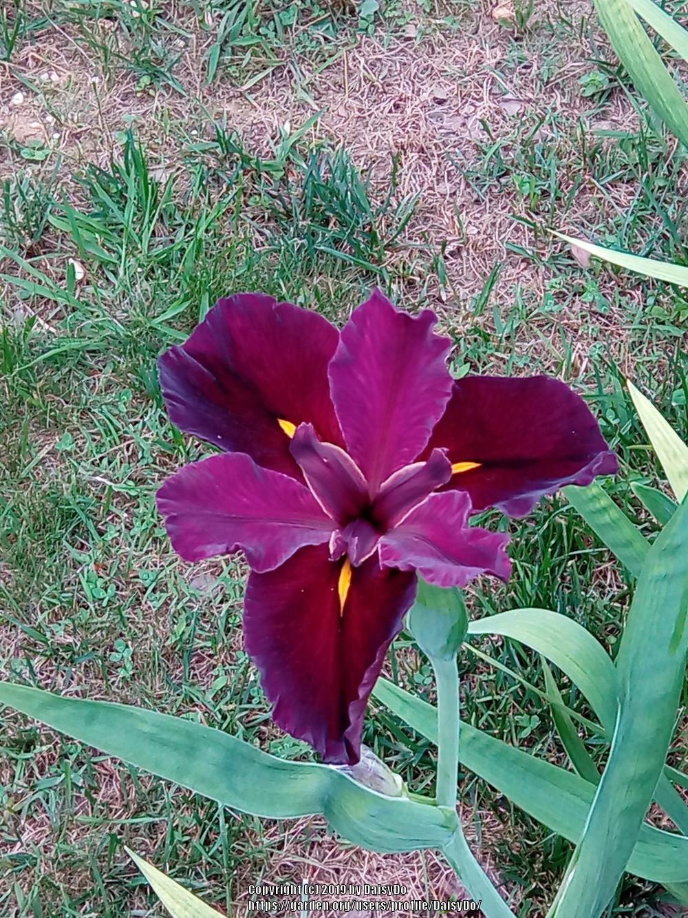 Photo of Louisiana Iris (Iris 'Red Velvet Elvis') uploaded by DaisyDo
