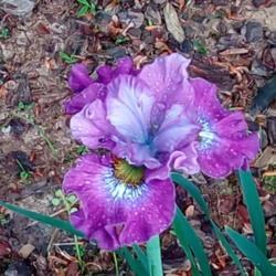 Location: Daisydo's garden
Date: 2019-05-23
Strawberry Fair Siberian iris