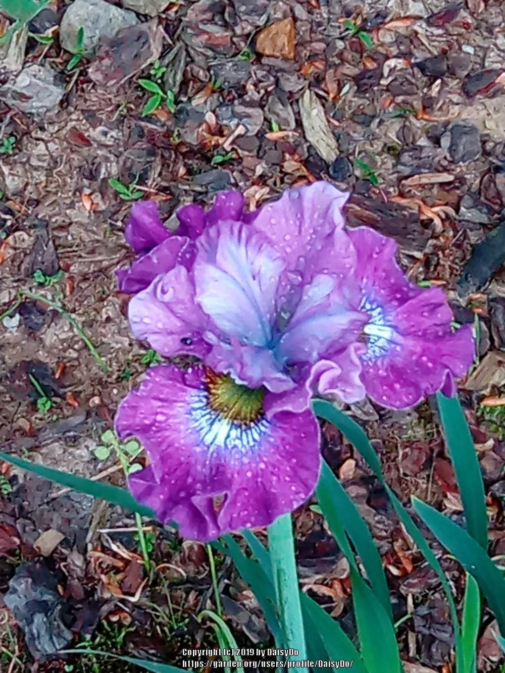 Photo of Siberian Iris (Iris 'Strawberry Fair') uploaded by DaisyDo