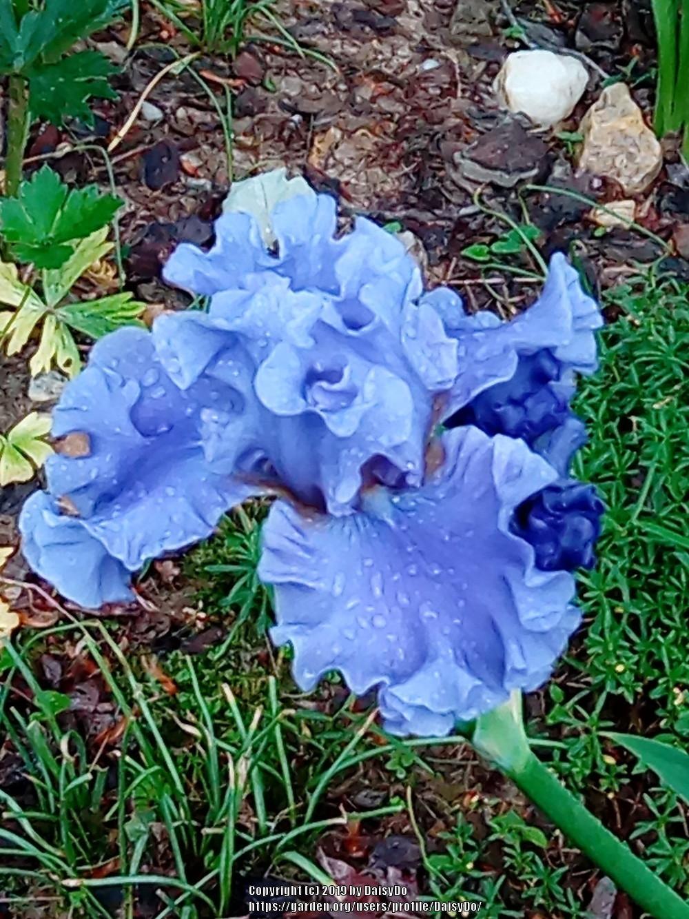 Photo of Tall Bearded Iris (Iris 'Sea Power') uploaded by DaisyDo