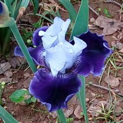 Location: Daisydo's garden
Date: 2019-05
World Premier iris