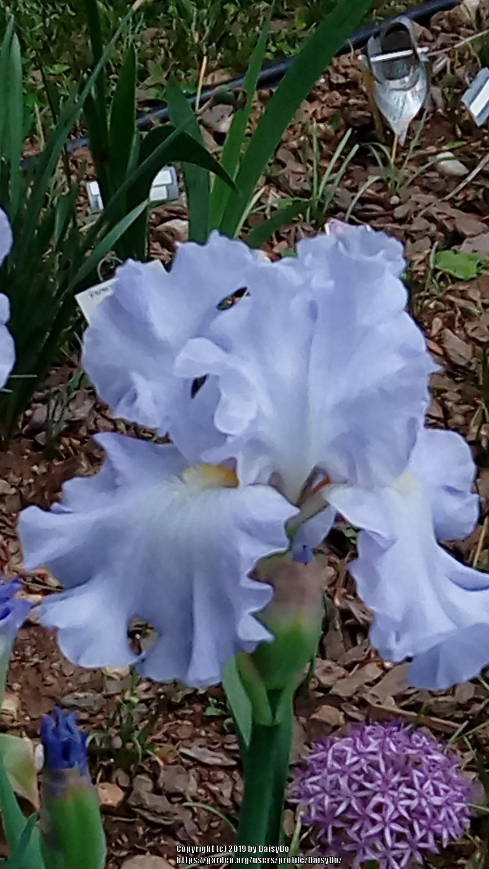 Photo of Tall Bearded Iris (Iris 'Absolute Treasure') uploaded by DaisyDo