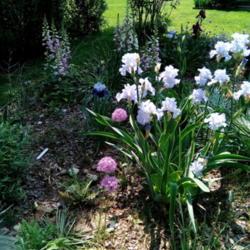 Location: Daisydo's garden
Date: 2019-05-19
Absolute Treasure