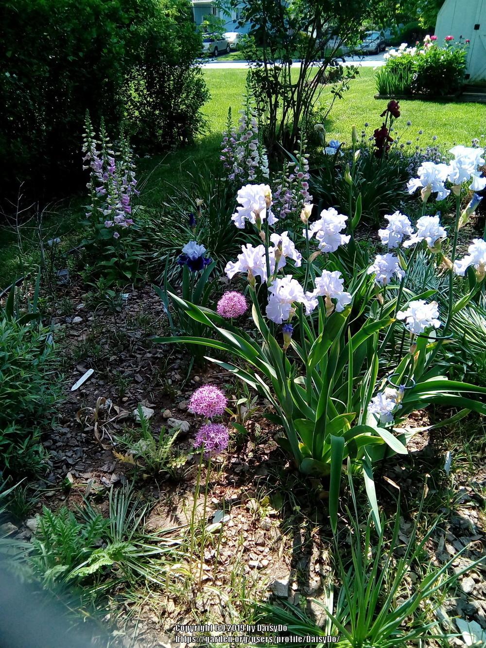 Photo of Tall Bearded Iris (Iris 'Absolute Treasure') uploaded by DaisyDo
