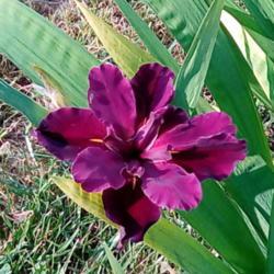 Location: Daisydo's garden
Date: 2019-06-02
Red Veelvet Elvis Louisiana iris w extra petals