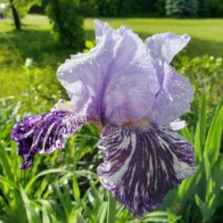 Location: SE Michigan
Date: 2019-06-05
FFOE!! I bought this 2-3 years ago, but this is the first bloom--