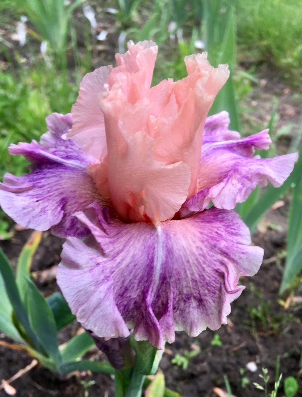 Photo of Tall Bearded Iris (Iris 'Fruited Plain') uploaded by Lbsmitty