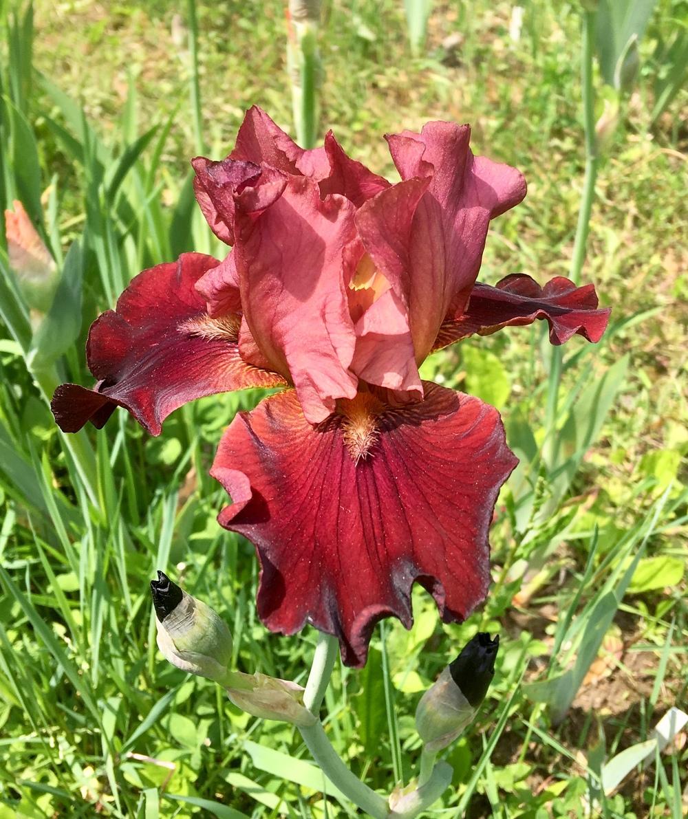 Photo of Tall Bearded Iris (Iris 'Mighty Warrior') uploaded by Lbsmitty