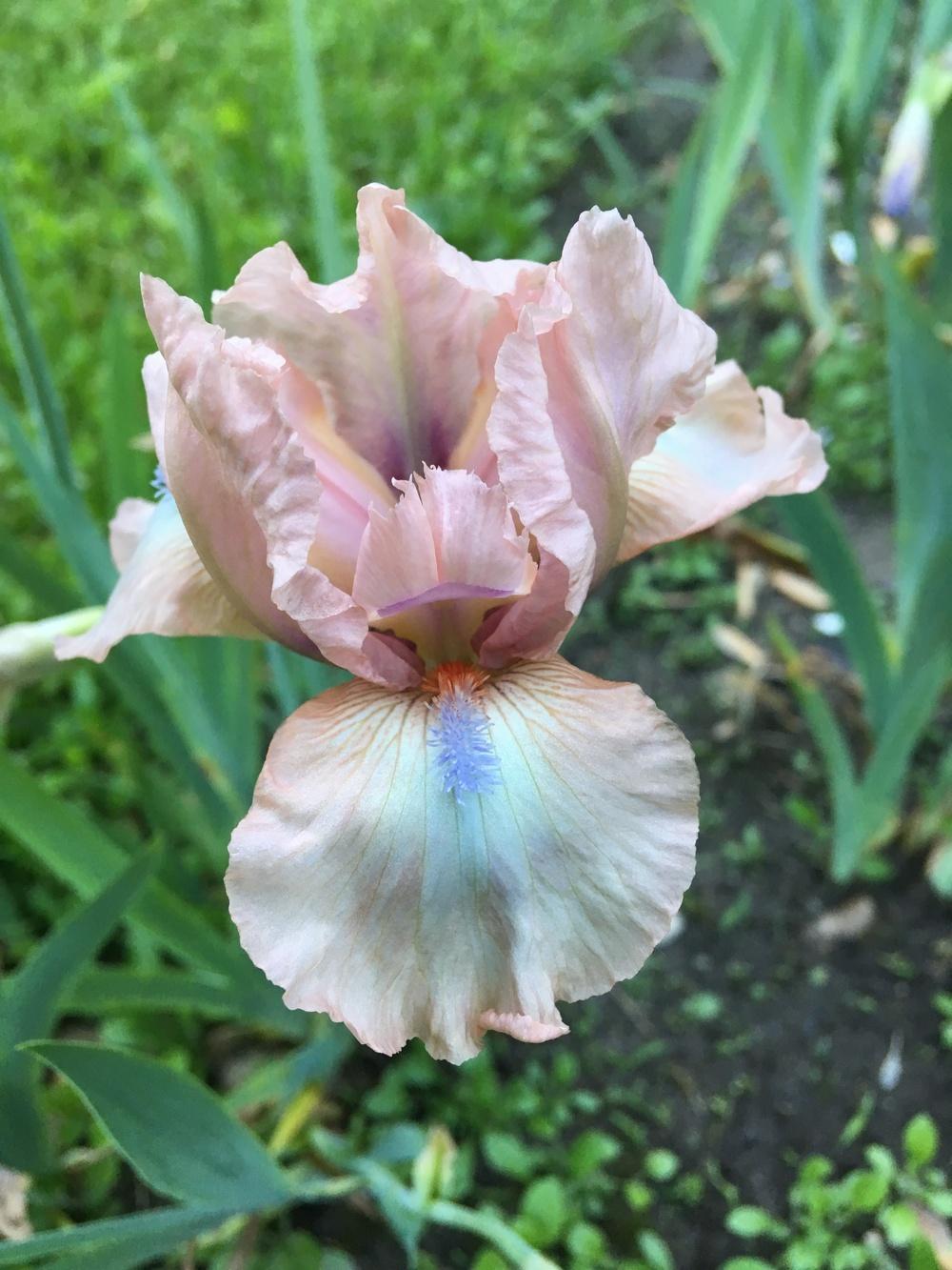 Photo of Intermediate Bearded Iris (Iris 'Softly') uploaded by Lbsmitty