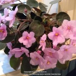 Location: Ontario, Canada
Date: 2019-06-05
Trailing African Violet