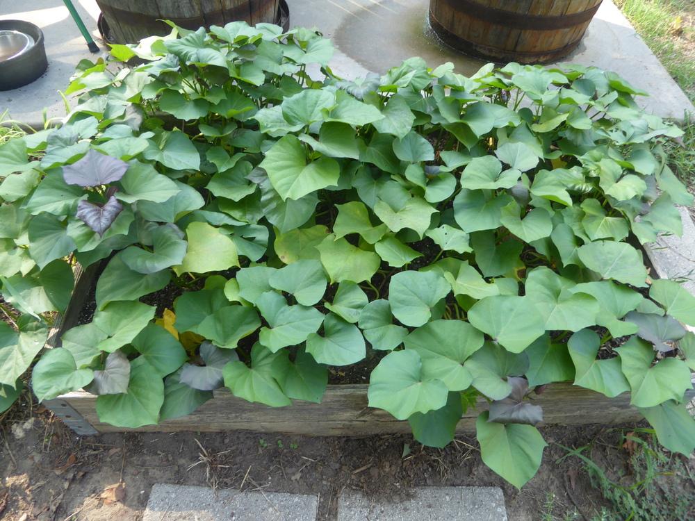 Photo of Sweet Potato (Ipomoea batatas 'Vardaman') uploaded by wildflowers
