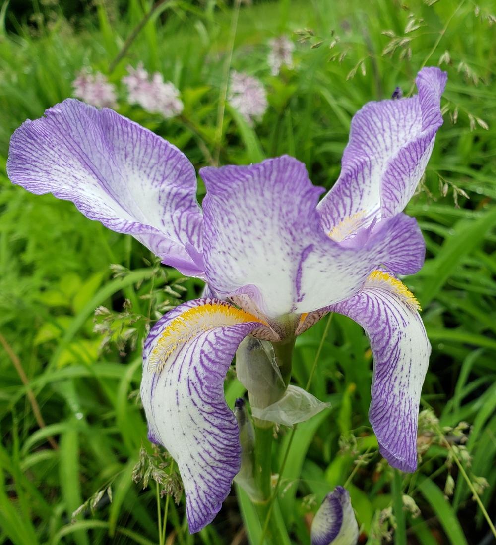 Photo of Border Bearded Iris (Iris 'Little Freak') uploaded by DogsNDaylilies