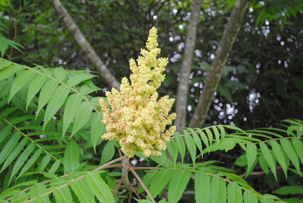 Photo of Staghorn Sumac (Rhus typhina) uploaded by ILPARW