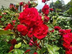 Thumb of 2019-06-06/Jane_and_roses/7c4797