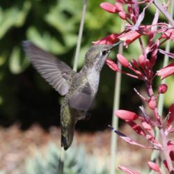 Location: Redding, California (private dry garden)
Date: 2014-06-01
Hummingbirds fight over these flowers