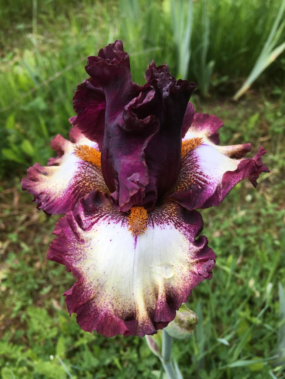 Photo of Tall Bearded Iris (Iris 'Class Ring') uploaded by Lbsmitty