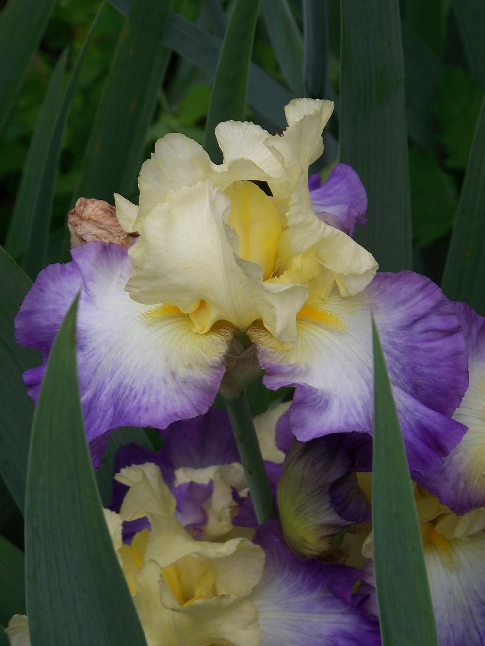 Photo of Tall Bearded Iris (Iris 'Designer's Art') uploaded by LynNY