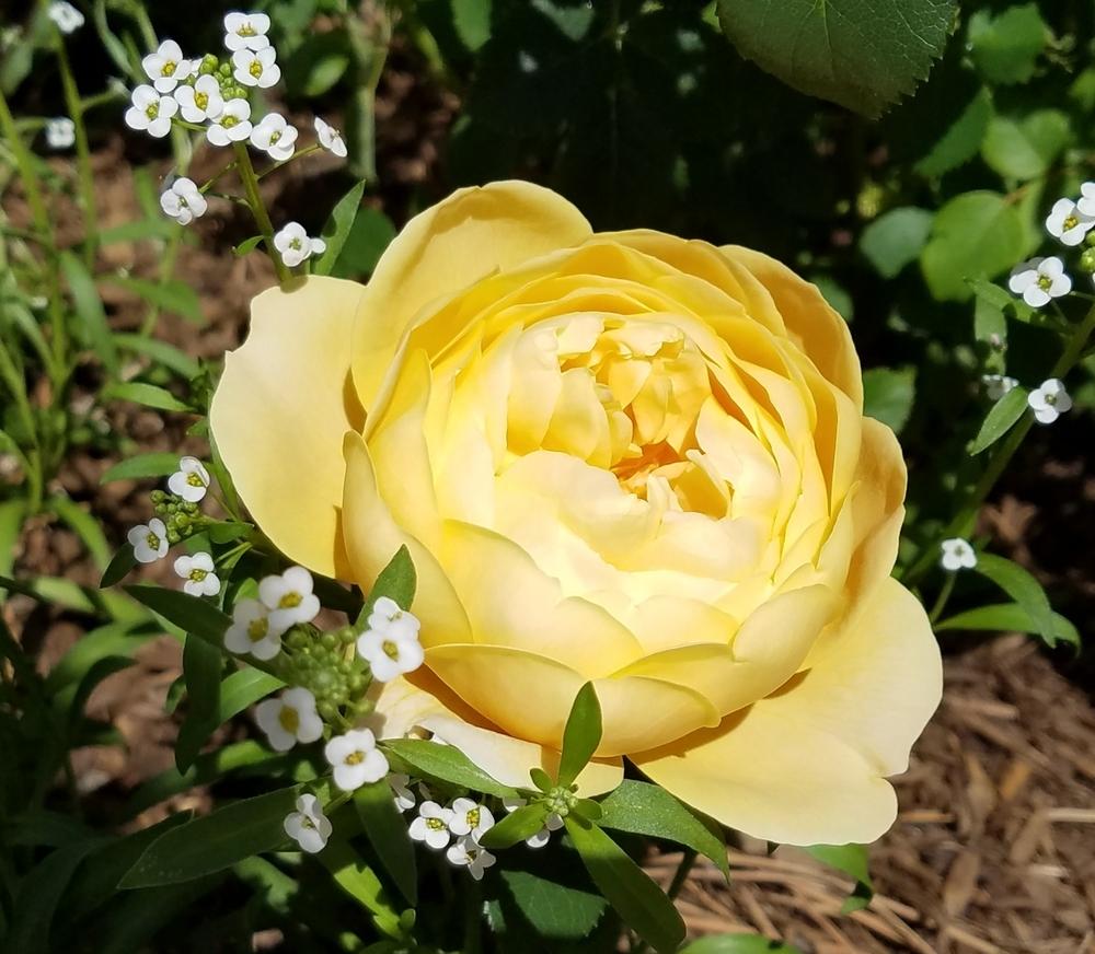 Photo of Rose (Rosa 'Charles Darwin') uploaded by OrganicJen
