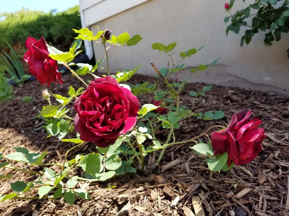 Photo of Rose (Rosa 'Francis Dubreuil') uploaded by OrganicJen