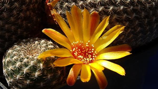 Photo of Arenaceous Crown Cactus (Weingartia arenacea) uploaded by Orsola