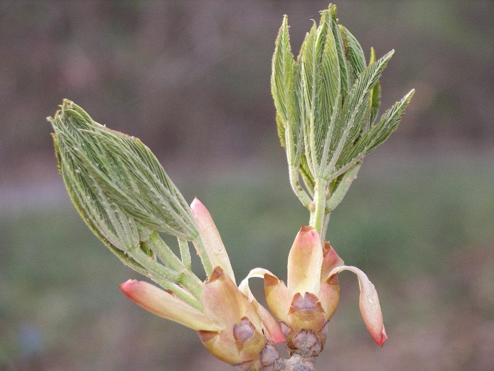 Photo of Horse Chestnut (Aesculus hippocastanum) uploaded by SL_gardener