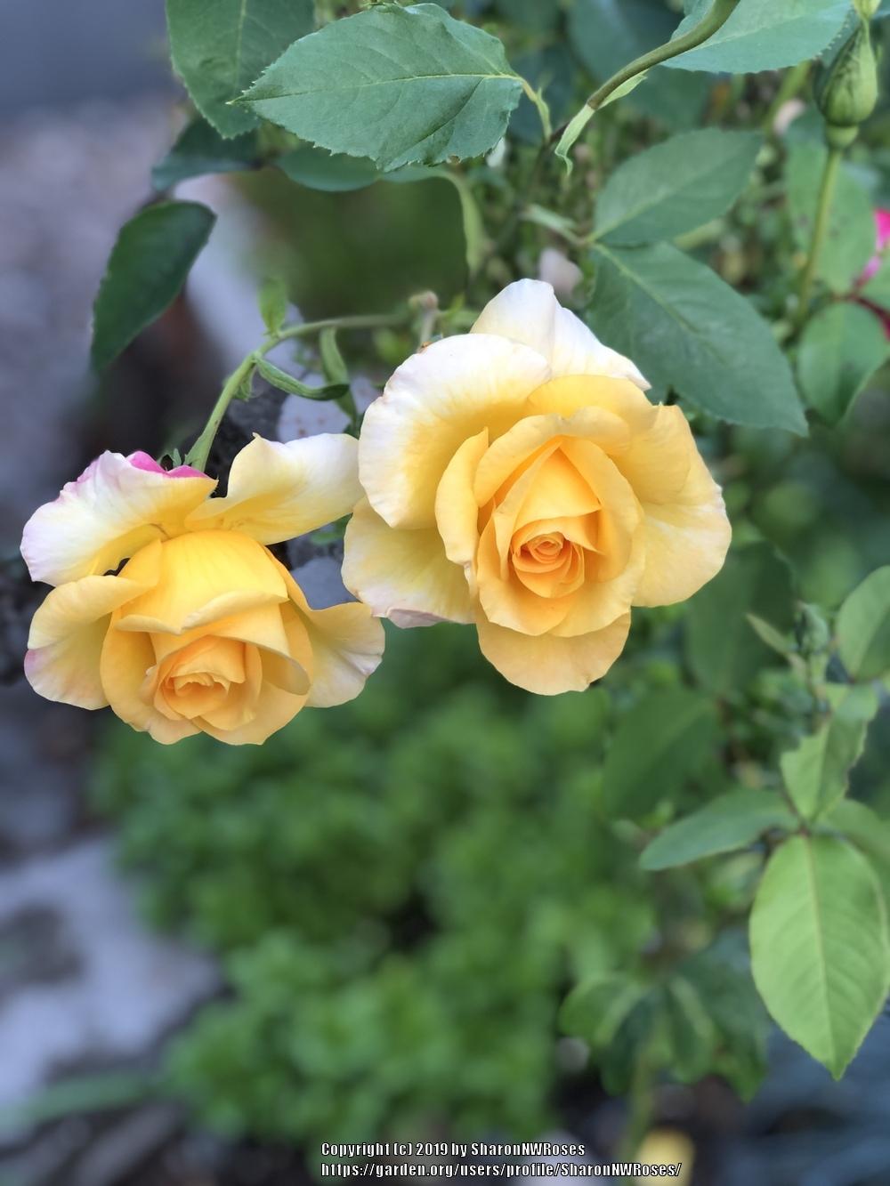 Photo of Rose (Rosa 'Gold Medal') uploaded by SharonNWRoses