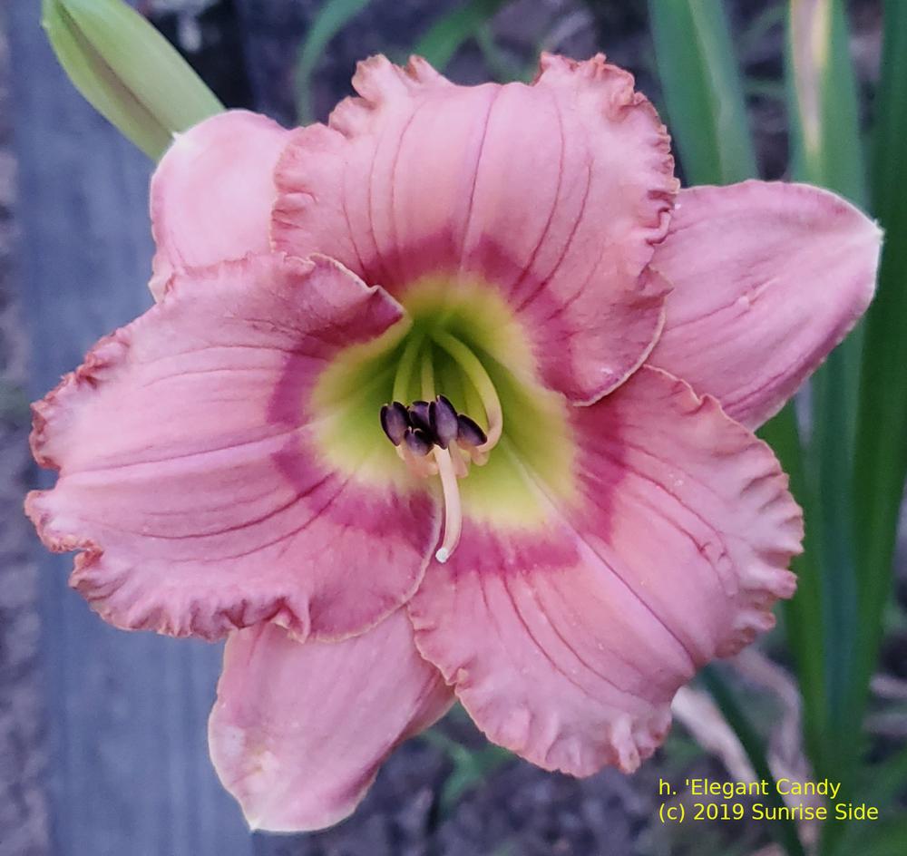 Photo of Daylily (Hemerocallis 'Elegant Candy') uploaded by SunriseSide